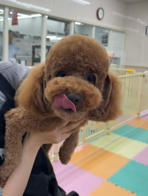モコちゃん🐶
スタッフにあまえたり、ロンちゃんに遊びに誘われていました☺️
お手入れやカット頑張っていました✨️
🐾🐶愛犬のお悩みご相談ください🐶🐾
@kenkohmura_official
 ↑フォロー待ってます↑

〒955-0091 新潟県三条市上須頃大割４２８−１
☎︎ 0256-35-2571
✉️ info@kenkohmura.jp
HP: http://kenkohmura.jp
LINE: https://lin.ee/7LIz5sb

#犬幸村#犬の幼稚園 #吠える噛む #犬のしつけ #トイレ
 トイプードル トイプードル大好き トイプードル可愛い