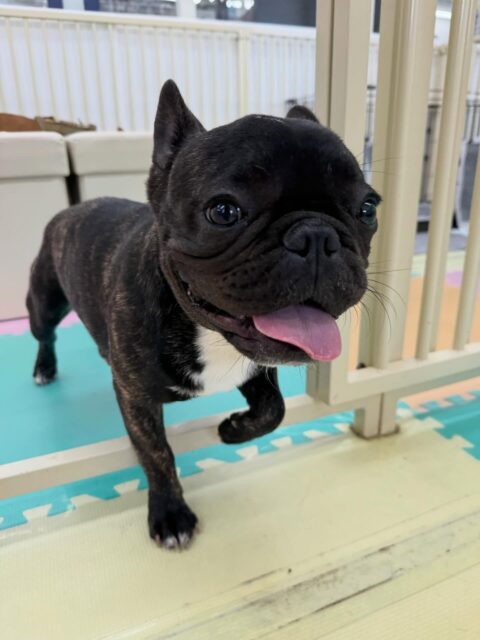 くうちゃん🐶
本日もヤンチャ組で仲良しのBOSSちゃんやププちゃん、ぽん太達と走り回ったり、みんなでワンプロを仕掛けあったりして楽しんでいました👍
🐾🐶愛犬のお悩みご相談ください🐶🐾
@kenkohmura_official
↑フォロー待ってます↑
〒955-0091 新潟県三条市上須頃大割428−1
☎︎ 0256-35-2571
✉️ info@kenkohmura.jp
HP: http://kenkohmura.jp
LINE: https://lin.ee/7LIz5sb
#犬幸村#犬の幼稚園 #吠える、噛む #犬のしつけ #トイレ
フレブルフレブル可愛いフレブル倶楽部フレブル可愛いすぎる