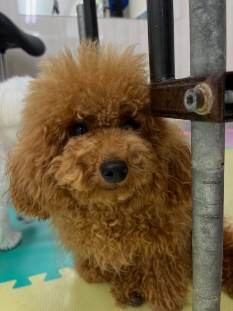 ププちゃん🐶
仲良しのポコちゃんとプロレスごっこしていました✨️
歯磨きトレーニング開始して7ヶ月経過しました🦷🪥✨
これからも頑張りましょう！！
🐾🐶愛犬のお悩みご相談ください🐶🐾
@kenkohmura_official
 ↑フォロー待ってます↑

〒955-0091 新潟県三条市上須頃大割４２８−１
☎︎ 0256-35-2571
✉️ info@kenkohmura.jp
HP: http://kenkohmura.jp
LINE: https://lin.ee/7LIz5sb

#犬幸村#犬の幼稚園 #吠える噛む #犬のしつけ #トイレ
 トイプードル トイプードル可愛い トイプードル大好き