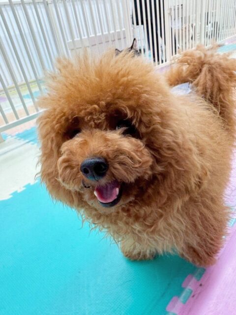 ププちゃん🐶
今日は小珀ちゃんに挨拶をしたり、もねちゃんとプロレスごっこをしたりして楽しそうにしていました😆
お散歩もルンルンで上手に歩いていました👏

🐾🐶愛犬のお悩みご相談ください🐶🐾
@kenkohmura_official
 ↑フォロー待ってます↑

〒955-0091 新潟県三条市上須頃大割４２８−１
☎︎ 0256-35-2571
✉️ info@kenkohmura.jp
HP: http://kenkohmura.jp
LINE: https://lin.ee/7LIz5sb

#犬幸村#犬の幼稚園 #吠える、噛む #犬のしつけ #トイレ
トイプードル　トイプー　といぷー