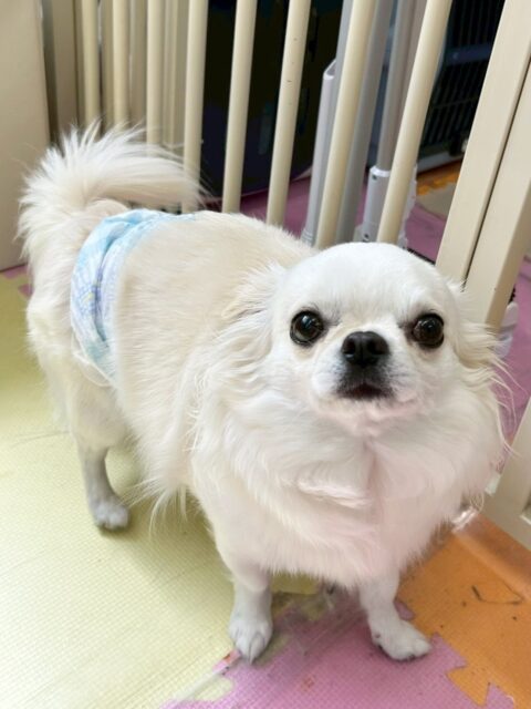 ビビちゃん🐶
今日はむくちゃんと匂いを嗅ぎ合ったり、園内を探検したりしていました😊
スタッフに撫でられたくて順番待ちしている姿が可愛かったです🥰

🐾🐶愛犬のお悩みご相談ください🐶🐾
@kenkohmura_official
 ↑フォロー待ってます↑

〒955-0091 新潟県三条市上須頃大割４２８−１
☎︎ 0256-35-2571
✉️ info@kenkohmura.jp
HP: http://kenkohmura.jp
LINE: https://lin.ee/7LIz5sb

#犬幸村#犬の幼稚園 #吠える、噛む #犬のしつけ #トイレ
チワワ　ちわわ　チワワだいすき