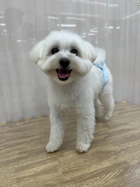 ポコちゃん🐶
大好きなププちゃんと1日楽しそうに遊んだりしていました✨
歯磨きトレーニング開始して1年10ヶ月経過しました🦷🪥✨
歯の白さキープしてるのでこれからも頑張りましょう！！
🐾🐶愛犬のお悩みご相談ください🐶🐾
@kenkohmura_official
 ↑フォロー待ってます↑

〒955-0091 新潟県三条市上須頃大割４２８−１
☎︎ 0256-35-2571
✉️ info@kenkohmura.jp
HP: http://kenkohmura.jp
LINE: https://lin.ee/7LIz5sb

#犬幸村#犬の幼稚園 #吠える噛む #犬のしつけ #トイレ
 ミックス犬 ミックス犬可愛い ミックス犬大好き