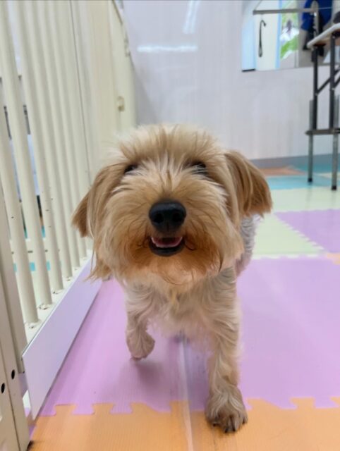 ロンちゃん🐶
ニコペットにいる子達が遊んでる所に入りたそうにしていたり、朝来たらみんなにおはよーと挨拶していました😁
お手入れも頑張っていました✨️
🐾🐶愛犬のお悩みご相談ください🐶🐾
@kenkohmura_official
 ↑フォロー待ってます↑

〒955-0091 新潟県三条市上須頃大割４２８−１
☎︎ 0256-35-2571
✉️ info@kenkohmura.jp
HP: http://kenkohmura.jp
LINE: https://lin.ee/7LIz5sb

#犬幸村#犬の幼稚園 #吠える噛む #犬のしつけ #トイレ
 ヨークシャーテリア ヨークシャーテリア可愛い ヨークシャーテリア大好き