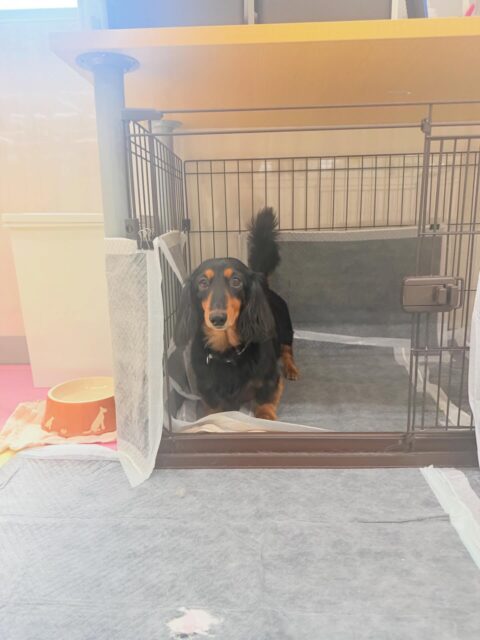 クッキーちゃん🐶
⁡
今日は、朝幼稚園に来るとスタッフに「撫でて〜」とお腹を出してアピールしていました！😊
また、店内へお散歩に行った時は、楽しそうに歩いていました！🥰
⁡
🐾🐶愛犬のお悩みご相談ください🐶🐾
@kenkohmura_official
↑フォロー待ってます↑

☎︎ 0〒955-0091 新潟県三条市上須頃大割４２８−１256-35-2571
✉️ info@kenkohmura.jp
HP: http://kenkohmura.jp
LINE: https://lin.ee/7LIz5sb

#犬幸村#犬の幼稚園 #吠える、噛む #犬のしつけ #トイレ ミニチュアダックス ミニチュアダックスフンド可愛い ミニチュアダックスとの暮らし