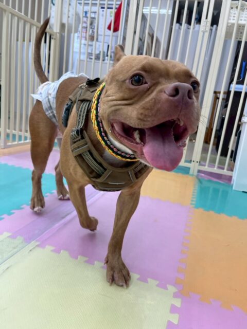 BOSSちゃん🐶
本日はくうちゃんやぽん太達と走り回ったり、みんなで激しいワンプロを仕掛けあったりして楽しんでいました🤭
午後にはニコペットのちびっ子達も来て楽しそうに遊んで満足そうな表情でした😍
🐾🐶愛犬のお悩みご相談ください🐶🐾
@kenkohmura_official
↑フォロー待ってます↑
〒955-0091 新潟県三条市上須頃大割428−1
☎︎ 0256-35-2571
✉️ info@kenkohmura.jp
HP: http://kenkohmura.jp
LINE: https://lin.ee/7LIz5sb
#犬幸村#犬の幼稚園 #吠える、噛む #犬のしつけ #トイレ
ミックスミックス犬ミックス犬可愛いミックス犬倶楽部ミックス犬大好き