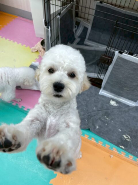 ふうちゃん🐶
⁡
今日は、マロンちゃんに｢何してるの！遊ぼう！｣と話しかけていました！😚
また、カットのときは遊び疲れたのか少しウトウトしていて、店内に散歩に行った時は楽しそうに歩いていました！☺️
⁡
🐾🐶愛犬のお悩みご相談ください🐶🐾
@kenkohmura_official
↑フォロー待ってます↑

☎︎ 0〒955-0091 新潟県三条市上須頃大割４２８−１256-35-2571
✉️ info@kenkohmura.jp
HP: http://kenkohmura.jp
LINE: https://lin.ee/7LIz5sb

#犬幸村#犬の幼稚園 #吠える、噛む #犬のしつけ #トイレ ミックス犬 ミックス犬だいすき ミックス犬可愛い