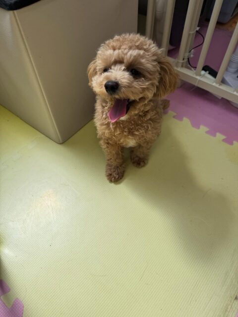 風夾ちゃん🐶
本日は北斗ちゃんや、ププちゃん、もねちゃん達と匂いを嗅ぎ合ったり、コロンちゃんと遊びの誘いあいをしたりして過ごしていました👍

🐾🐶愛犬のお悩みご相談ください🐶🐾
@kenkohmura_official
 ↑フォロー待ってます↑

〒955-0091 新潟県三条市上須頃大割４２８−１
☎︎ 0256-35-2571
✉️ info@kenkohmura.jp
HP: http://kenkohmura.jp
LINE: https://lin.ee/7LIz5sb

#犬幸村#犬の幼稚園 #吠える、噛む #犬のしつけ #トイレ
トイプートイプー可愛いトイプー倶楽部トイプー可愛いすぎるトイプー大好き