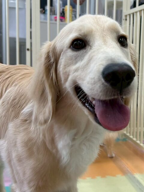 初来園のくーちゃん🐶
本日最初は少し緊張していたのか控えめに行動していましたが、すぐに慣れて来てみんなと走り回ったり、ワンプロを仕掛けあったりして大はしゃぎ‼️すごく楽しそうに過ごせていたので非常に良かったです👍
🐾🐶愛犬のお悩みご相談ください🐶🐾
@kenkohmura_official
↑フォロー待ってます↑
〒955-0091 新潟県三条市上須頃大割428−1
☎︎ 0256-35-2571
✉️ info@kenkohmura.jp
HP: http://kenkohmura.jp
LINE: https://lin.ee/7LIz5sb
#犬幸村#犬の幼稚園 #吠える、噛む #犬のしつけ #トイレ
ゴールデンレトリバーゴールデン可愛いゴールデン倶楽部ゴールデン大好き