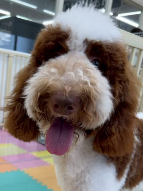 バロンちゃん🐶
ニコペットにいるビションちゃんと遊んだりしていました🙌
シャンプー終わりの可愛い写真も撮れました📷⟡.·
今日から歯磨きトレーニングスタートしました🦷🪥✨
少しイヤイヤがありましたがこれから頑張りましょう！
🐾🐶愛犬のお悩みご相談ください🐶🐾
@kenkohmura_official
 ↑フォロー待ってます↑

〒955-0091 新潟県三条市上須頃大割４２８−１
☎︎ 0256-35-2571
✉️ info@kenkohmura.jp
HP: http://kenkohmura.jp
LINE: https://lin.ee/7LIz5sb

#犬幸村#犬の幼稚園 #吠える噛む #犬のしつけ #トイレ
 スタンダードプードル スタンダードプードル可愛い スタンダードプードル大好き