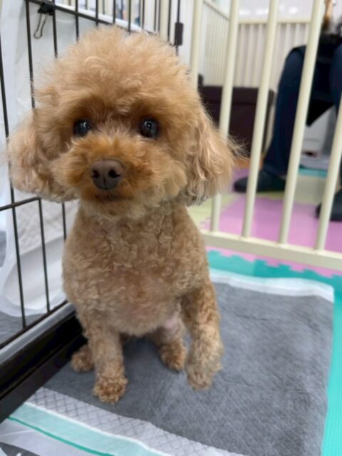 結希ちゃん🐶
本日はいろんな子達にお話をされたり、スタッフに呼ばれて嬉しそうに近寄って来てくれたりして可愛かったです😍
🐾🐶愛犬のお悩みご相談ください🐶🐾
@kenkohmura_official
↑フォロー待ってます↑
〒955-0091 新潟県三条市上須頃大割428−1
☎︎ 0256-35-2571
✉️ info@kenkohmura.jp
HP: http://kenkohmura.jp
LINE: https://lin.ee/7LIz5sb
#犬幸村#犬の幼稚園 #吠える、噛む #犬のしつけ #トイレ
トイプートイプー可愛いトイプー倶楽部トイプー可愛いすぎるトイプー大好き