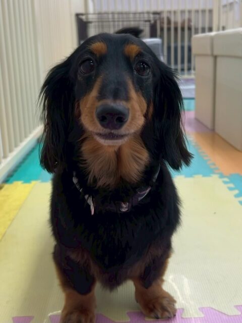 クッキーちゃん🐶
本日は、くうちゃんやBOSSちゃん、シロちゃん達に遊びを誘われたり、お話し合いをしたりして過ごしていました🤭
スタッフのところにも少し顔を出したりしてくれて、可愛いすぎました😍
🐾🐶愛犬のお悩みご相談ください🐶🐾
@kenkohmura_official
↑フォロー待ってます↑
〒955-0091 新潟県三条市上須頃大割428−1
☎︎ 0256-35-2571
✉️ info@kenkohmura.jp
HP: http://kenkohmura.jp
LINE: https://lin.ee/7LIz5sb
#犬幸村#犬の幼稚園 #吠える、噛む #犬のしつけ #トイレ
ダックスダックス可愛いダックス倶楽部ダックス可愛いすぎる