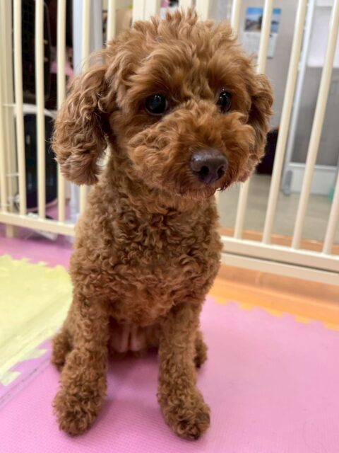 もこちゃん🐶
本日はいろんな子達の匂いを嗅ぎ回ったり、みんなに挨拶をしたりしてコミュニケーションをとっていました🤭
ただちびっ子達に邪魔されると、なんだよ‼️とブチギレていました🤭
🐾🐶愛犬のお悩みご相談ください🐶🐾
@kenkohmura_official
↑フォロー待ってます↑
〒955-0091 新潟県三条市上須頃大割428−1
☎︎ 0256-35-2571
✉️ info@kenkohmura.jp
HP: http://kenkohmura.jp
LINE: https://lin.ee/7LIz5sb
#犬幸村#犬の幼稚園 #吠える、噛む #犬のしつけ #トイレ
トイプートイプー可愛いトイプー大好きトイプー倶楽部トイプー可愛いすぎる