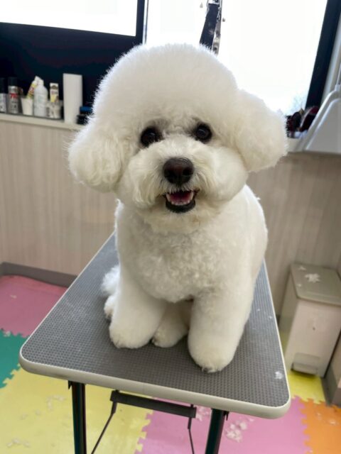 ピピちゃん🐶
⁡
今日は、朝からマロンちゃんにグイグイ来られて少し戸惑っていました！🤣
また、カットしてもらっている時はいつも通りいい子にカットしてもらっていて、店内へお散歩に行った時は、ルンルンしながら歩いていました！😍
⁡
🐾🐶愛犬のお悩みご相談ください🐶🐾
@kenkohmura_official
↑フォロー待ってます↑

☎︎ 0〒955-0091 新潟県三条市上須頃大割４２８−１256-35-2571
✉️ info@kenkohmura.jp
HP: http://kenkohmura.jp
LINE: https://lin.ee/7LIz5sb

#犬幸村#犬の幼稚園 #吠える、噛む #犬のしつけ #トイレ ビションフリーゼ ビションフリーゼ大好き ビションフリーゼ大好きさん
