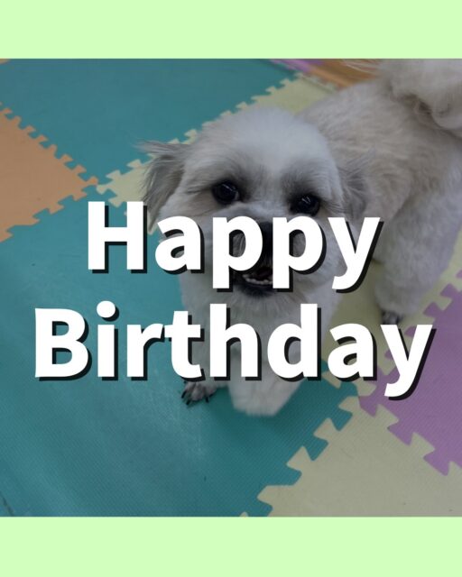 ゆずちゃん🐶
お誕生日おめでとうございます🎂👏🏻
やん丸にお腹出してアピールしたり、カルムちゃんに気に入られて遊びに誘われていたりしていました😆
🐾🐶愛犬のお悩みご相談ください🐶🐾
@kenkohmura_official
 ↑フォロー待ってます↑

〒955-0091 新潟県三条市上須頃大割４２８−１
☎︎ 0256-35-2571
✉️ info@kenkohmura.jp
HP: http://kenkohmura.jp
LINE: https://lin.ee/7LIz5sb

#犬幸村#犬の幼稚園 #吠える噛む #犬のしつけ #トイレ
 ミックス犬 ミックス犬可愛い ミックス犬大好き