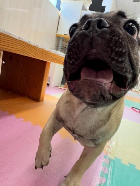 まるちゃん🐶
本日は朝から夕方までずーっとみんなを遊びに誘ったり、走り回ったりして激しい１日を過ごしていました🤭

🐾🐶愛犬のお悩みご相談ください🐶🐾
@kenkohmura_official
 ↑フォロー待ってます↑

〒955-0091 新潟県三条市上須頃大割４２８−１
☎︎ 0256-35-2571
✉️ info@kenkohmura.jp
HP: http://kenkohmura.jp
LINE: https://lin.ee/7LIz5sb

#犬幸村#犬の幼稚園 #吠える、噛む #犬のしつけ #トイレ
フレブルフレブル可愛いフレブル大好きフレブル倶楽部フレブル可愛いすぎる