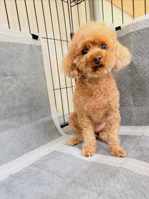 結希ちゃん🐶
⁡
今日は、コジロウちゃんにグイグイ来られると「何するんだよ！」と少しムキムキしていました！😁
また、スタッフが近くに来ると「遊ぼう！構って！」と遊んでアピールしていました！☺️
⁡
🐾🐶愛犬のお悩みご相談ください🐶🐾
@kenkohmura_official
↑フォロー待ってます↑

☎︎ 0〒955-0091 新潟県三条市上須頃大割４２８−１256-35-2571
✉️ info@kenkohmura.jp
HP: http://kenkohmura.jp
LINE: https://lin.ee/7LIz5sb

#犬幸村#犬の幼稚園 #吠える、噛む #犬のしつけ #トイレ トイプードル トイプードル大好き トイプードル大好き倶楽部