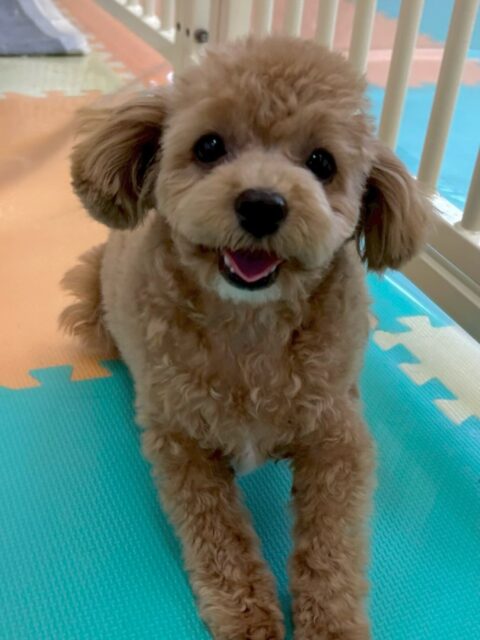 風夾ちゃん🐶
本日はかなり園内を走り回ったり、匂いを嗅いだりして探検をしたりしていました👍
だんだん園内にも慣れて来たようで、匂いを嗅がれるのはまだ少し緊張しますが、自分から嗅ぐのは大丈夫なようです👏
🐾🐶愛犬のお悩みご相談ください🐶🐾
@kenkohmura_official
↑フォロー待ってます↑
〒955-0091 新潟県三条市上須頃大割428−1
☎︎ 0256-35-2571
✉️ info@kenkohmura.jp
HP: http://kenkohmura.jp
LINE: https://lin.ee/7LIz5sb
#犬幸村#犬の幼稚園 #吠える、噛む #犬のしつけ #トイレ
トイプートイプー可愛いトイプー大好きトイプー倶楽部トイプー可愛いすぎる