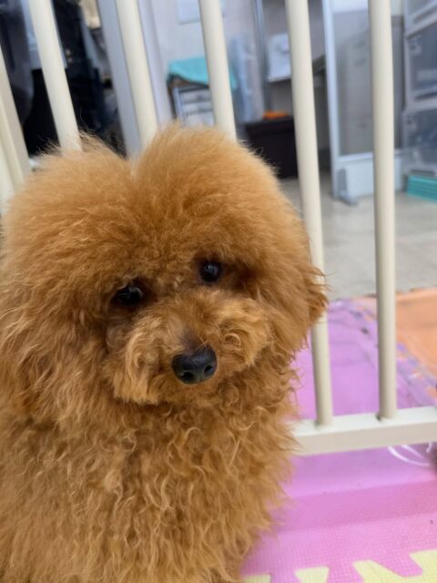ププちゃん🐶
ニコペットにいる子達と遊んだり、体験に来たこと挨拶していました😊
お散歩トレーニングでは楽しそうにルンルンで歩いていました🎶
🐾🐶愛犬のお悩みご相談ください🐶🐾
@kenkohmura_official
 ↑フォロー待ってます↑

〒955-0091 新潟県三条市上須頃大割４２８−１
☎︎ 0256-35-2571
✉️ info@kenkohmura.jp
HP: http://kenkohmura.jp
LINE: https://lin.ee/7LIz5sb

#犬幸村#犬の幼稚園 #吠える噛む #犬のしつけ #トイレ
 トイプードル トイプードル可愛い トイプードル大好き