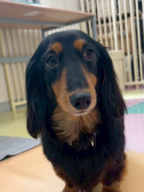 クッキーちゃん🐶
ベンと挨拶したり、スタッフに撫でて〜とお腹出してアピールしていました😄
お散歩トレーニング頑張って歩いていました✨️
🐾🐶愛犬のお悩みご相談ください🐶🐾
@kenkohmura_official
 ↑フォロー待ってます↑

〒955-0091 新潟県三条市上須頃大割４２８−１
☎︎ 0256-35-2571
✉️ info@kenkohmura.jp
HP: http://kenkohmura.jp
LINE: https://lin.ee/7LIz5sb

#犬幸村#犬の幼稚園 #吠える噛む #犬のしつけ #トイレ
 ミニチュアダックスフンド ミニチュアダックスフンド可愛い ミニチュアダックスフンド大好き