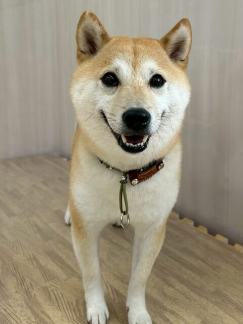 寅丸ちゃん🐶
仲良しの北斗ちゃんと激しくおしゃべりしたり遊びに誘っていました✨️
お散歩トレーニングでは上手に歩いていました🙌
🐾🐶愛犬のお悩みご相談ください🐶🐾
@kenkohmura_official
 ↑フォロー待ってます↑

〒955-0091 新潟県三条市上須頃大割４２８−１
☎︎ 0256-35-2571
✉️ info@kenkohmura.jp
HP: http://kenkohmura.jp
LINE: https://lin.ee/7LIz5sb

#犬幸村#犬の幼稚園 #吠える噛む #犬のしつけ #トイレ
 豆柴 豆柴大好き 豆柴可愛い