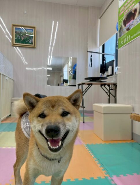 チャリーちゃん🐶
本日はまめちゃんやリラちゃん、マロンちゃん達とみんなで走り回ったり、お話をしあったりして過ごしていました🤭
お散歩トレーニングでは館内にワンちゃんがいて吠えられましたが、吠え返さずに上手にスルーしていました👍
🐾🐶愛犬のお悩みご相談ください🐶🐾
@kenkohmura_official
↑フォロー待ってます↑
〒955-0091 新潟県三条市上須頃大割428−1
☎︎ 0256-35-2571
✉️ info@kenkohmura.jp
HP: http://kenkohmura.jp
LINE: https://lin.ee/7LIz5sb
#犬幸村#犬の幼稚園 #吠える、噛む #犬のしつけ #トイレ
柴犬柴犬可愛い柴犬大好き柴犬倶楽部柴犬可愛いすぎる