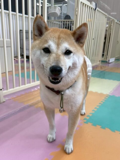 寅丸ちゃん🐶
バロンちゃんと挨拶したりバロンちゃんを叱ってお兄ちゃんしていました😁
歯磨きトレーニング始めて1年11ヶ月経過しました🦷🪥✨
歯磨き上手にできているのでこれからも頑張りましょう！
🐾🐶愛犬のお悩みご相談ください🐶🐾
@kenkohmura_official
 ↑フォロー待ってます↑

〒955-0091 新潟県三条市上須頃大割４２８−１
☎︎ 0256-35-2571
✉️ info@kenkohmura.jp
HP: http://kenkohmura.jp
LINE: https://lin.ee/7LIz5sb

#犬幸村#犬の幼稚園 #吠える噛む #犬のしつけ #トイレ
 豆柴 豆柴可愛い 豆柴大好き