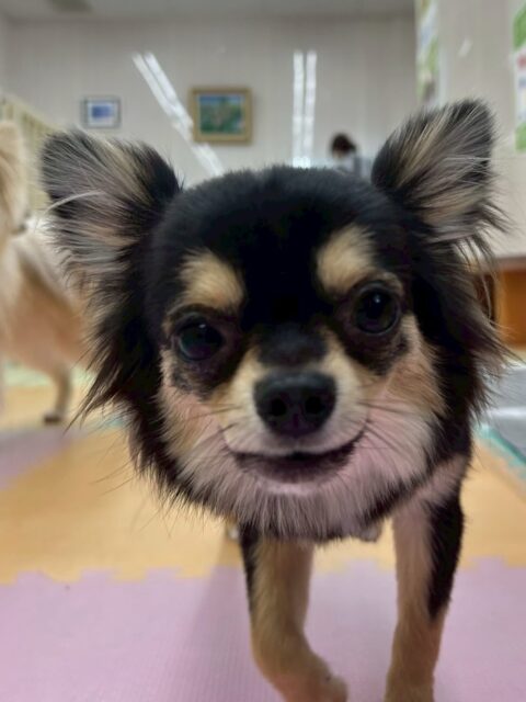 きりまるちゃん&まろちゃん🐶
本日は2頭ともシャンプー、カットで非常に頑張ってくれていました👍
きりまるちゃんはカットやシャンプーなど午前中遊びすぎたせいか、全て半分寝てる状態で行っていました🤭非常に可愛かったです😍
まろちゃんは本日もごろごろして過ごしたり、たまにテンションが上がり、みんなと走り回ったり、ワンプロを仕掛けあったりして過ごしていました🤭
🐾🐶愛犬のお悩みご相談ください🐶🐾
@kenkohmura_official
↑フォロー待ってます↑
〒955-0091 新潟県三条市上須頃大割428−1
☎︎ 0256-35-2571
✉️ info@kenkohmura.jp
HP: http://kenkohmura.jp
LINE: https://lin.ee/7LIz5sb
#犬幸村#犬の幼稚園 #吠える、噛む #犬のしつけ #トイレ
チワワチワワ可愛いチワワ大好きチワワ倶楽部チワワ可愛いすぎる