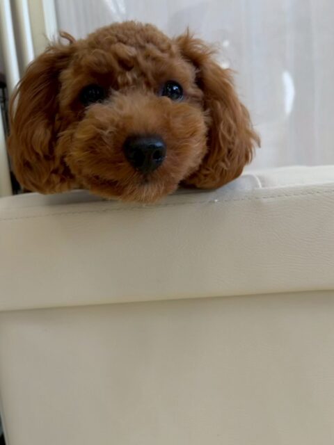 モカちゃん🐶
本日園内では、ペリーちゃん、コハクちゃん、まるちゃん達と激しい、追いかけっこや、お話をしたりして過ごしていました👍

🐾🐶愛犬のお悩みご相談ください🐶🐾
@kenkohmura_official
 ↑フォロー待ってます↑

〒955-0091 新潟県三条市上須頃大割４２８−１
☎︎ 0256-35-2571
✉️ info@kenkohmura.jp
HP: http://kenkohmura.jp
LINE: https://lin.ee/7LIz5sb

#犬幸村#犬の幼稚園 #吠える、噛む #犬のしつけ #トイレ
トイプートイプー可愛いトイプー大好きトイプー倶楽部トイプー可愛いすぎる