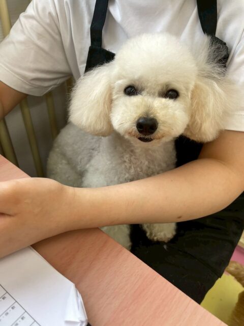 こむぎちゃん🐶
やん丸と挨拶したり、ニコペットにいる子達に遊びに誘われていました✨️
🐾🐶愛犬のお悩みご相談ください🐶🐾
@kenkohmura_official
 ↑フォロー待ってます↑

〒955-0091 新潟県三条市上須頃大割４２８−１
☎︎ 0256-35-2571
✉️ info@kenkohmura.jp
HP: http://kenkohmura.jp
LINE: https://lin.ee/7LIz5sb

#犬幸村#犬の幼稚園 #吠える噛む #犬のしつけ #トイレ
 トイプードル トイプードル可愛い トイプードル大好き