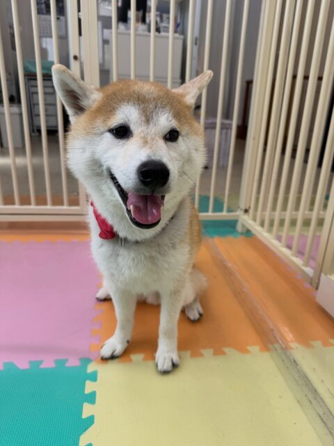 まめちゃん🐶
本日は朝からチャリーちゃんやきりまるちゃん、やん丸達と激しくお話をしあったり、ワンプロを仕掛けあったりして遊んでいました🤭
🐾🐶愛犬のお悩みご相談ください🐶🐾
@kenkohmura_official
↑フォロー待ってます↑
〒955-0091 新潟県三条市上須頃大割428−1
☎︎ 0256-35-2571
✉️ info@kenkohmura.jp
HP: http://kenkohmura.jp
LINE: https://lin.ee/7LIz5sb
#犬幸村#犬の幼稚園 #吠える、噛む #犬のしつけ #トイレ
柴犬柴犬可愛い柴犬大好き柴犬可愛すぎる柴犬大好き