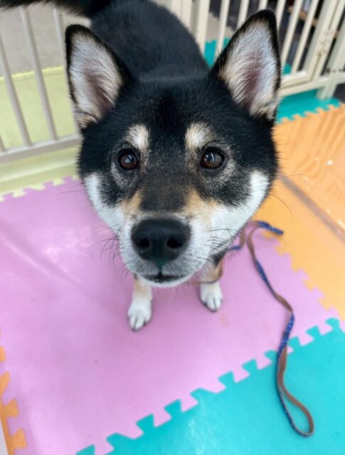つむぎちゃん🐶
本日は朝から嬉しそうにスタッフに甘えたり、近くに来て匂いを嗅いだりしていました🤭
他の子達とも同じ空間にいることにも慣れて来たようで落ち着きが増えて来ました👍

🐾🐶愛犬のお悩みご相談ください🐶🐾
@kenkohmura_official
 ↑フォロー待ってます↑

〒955-0091 新潟県三条市上須頃大割４２８−１
☎︎ 0256-35-2571
✉️ info@kenkohmura.jp
HP: http://kenkohmura.jp
LINE: https://lin.ee/7LIz5sb

#犬幸村#犬の幼稚園 #吠える、噛む #犬のしつけ #トイレ
柴犬柴犬可愛い柴犬大好き柴犬倶楽部柴犬可愛いすぎる