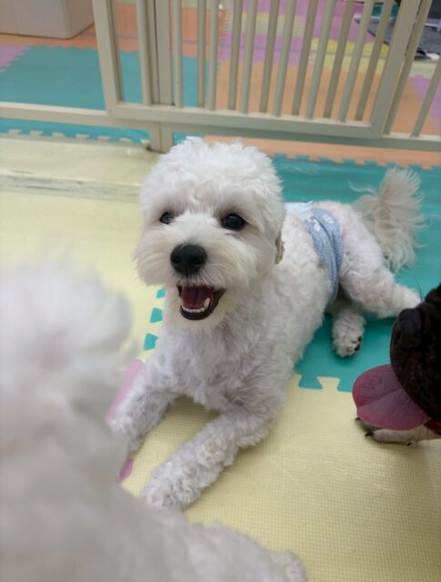 ふうちゃん🐶
本日歯磨きトレーニングを開始して5ヶ月が経ちました🦷
歯の状態は変わらず綺麗にキープされています‼️だんだん歯磨きも上手になって来たのでこのまま継続を意識して頑張っていきましょう✊

園内では本当に1日中まるちゃんやポコちゃん、ぽん太達と走り回ったり、みんなでワンプロを仕掛けあったりして楽しんでいました🤣

🐾🐶愛犬のお悩みご相談ください🐶🐾
@kenkohmura_official
 ↑フォロー待ってます↑

〒955-0091 新潟県三条市上須頃大割４２８−１
☎︎ 0256-35-2571
✉️ info@kenkohmura.jp
HP: http://kenkohmura.jp
LINE: https://lin.ee/7LIz5sb

#犬幸村#犬の幼稚園 #吠える、噛む #犬のしつけ #トイレ
ミックスミックス犬ミックス犬可愛いミックス犬大好きミックス犬倶楽部
