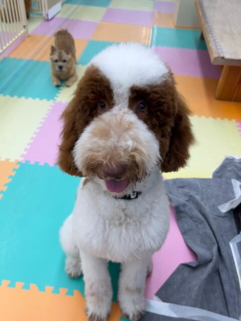 バロンちゃん🐶
ニコペットにいる子達と1日激しく楽しそうに遊んでいました🎶
お手入れやカットも頑張っていました✂️
🐾🐶愛犬のお悩みご相談ください🐶🐾
@kenkohmura_official
 ↑フォロー待ってます↑

〒955-0091 新潟県三条市上須頃大割４２８−１
☎︎ 0256-35-2571
✉️ info@kenkohmura.jp
HP: http://kenkohmura.jp
LINE: https://lin.ee/7LIz5sb

#犬幸村#犬の幼稚園 #吠える噛む #犬のしつけ #トイレ
 スタンダードプードル スタンダードプードル可愛い スタンダードプードル大好き