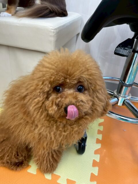 ププちゃん🐶
本日は大好きなきりまるちゃんやチャリーちゃん、ちょこたんちゃん達と走り回ったり、ワンプロを仕掛けあったりして過ごしていました🤭
🐾🐶愛犬のお悩みご相談ください🐶🐾
@kenkohmura_official
↑フォロー待ってます↑
〒955-0091 新潟県三条市上須頃大割428−1
☎︎ 0256-35-2571
✉️ info@kenkohmura.jp
HP: http://kenkohmura.jp
LINE: https://lin.ee/7LIz5sb
#犬幸村#犬の幼稚園 #吠える、噛む #犬のしつけ #トイレ
トイプートイプー可愛いトイプー倶楽部トイプー可愛い