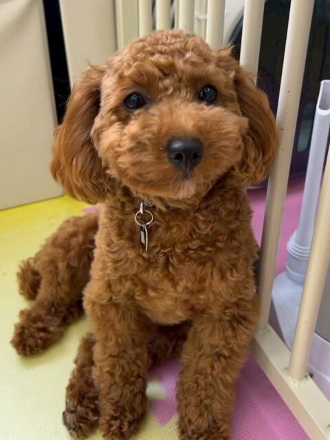 モカちゃん🐶
本日もいろんな子達と走り回ったり、みんなでワンプロを仕掛けあったりして過ごしていました🤭
本日も激しい1日を過ごしていました👍
🐾🐶愛犬のお悩みご相談ください🐶🐾
@kenkohmura_official
↑フォロー待ってます↑
〒955-0091 新潟県三条市上須頃大割428−1
☎︎ 0256-35-2571
✉️ info@kenkohmura.jp
HP: http://kenkohmura.jp
LINE: https://lin.ee/7LIz5sb
#犬幸村#犬の幼稚園 #吠える、噛む #犬のしつけ #トイレ
トイプートイプー可愛いトイプー倶楽部トイプー可愛いすぎるトイプー大好き