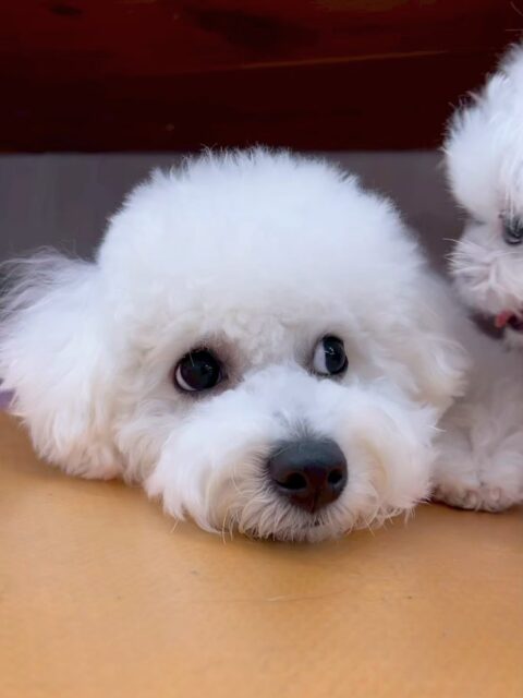 明日は木曜日、休園日です🐶

🐾🐶愛犬のお悩みご相談ください🐶🐾
@kenkohmura_official
 ↑フォロー待ってます↑

〒955-0091 新潟県三条市上須頃大割４２８−１
☎︎ 0256-35-2571
✉️ info@kenkohmura.jp
HP: http://kenkohmura.jp
LINE: https://lin.ee/7LIz5sb

#犬幸村#犬の幼稚園 #吠える、噛む #犬のしつけ #トイレ