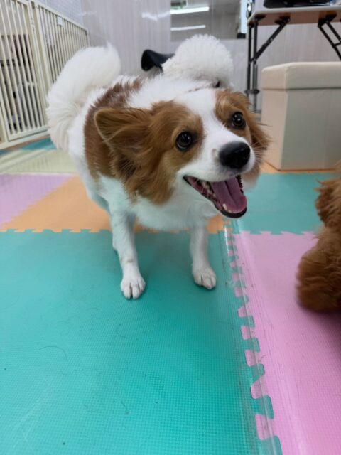 マロンちゃん🐶
本日はププちゃんや大好きなリラちゃん達と走り回ったり、ワンプロを仕掛けあったりしてすごく楽しそうに過ごしていました🤭

🐾🐶愛犬のお悩みご相談ください🐶🐾
@kenkohmura_official
 ↑フォロー待ってます↑

〒955-0091 新潟県三条市上須頃大割４２８−１
☎︎ 0256-35-2571
✉️ info@kenkohmura.jp
HP: http://kenkohmura.jp
LINE: https://lin.ee/7LIz5sb

#犬幸村#犬の幼稚園 #吠える、噛む #犬のしつけ #トイレ
パピヨンパピヨン可愛いパピヨン大好きパピヨン倶楽部パピヨン可愛すぎる