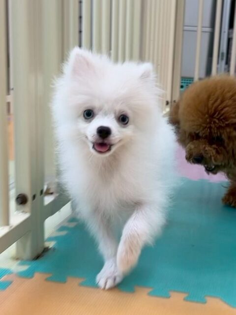 幼稚園体験に来てくれました🐶
初めはすごく緊張していて震えたりしていましたが、なれてきたら遊んだりできるようになりました😆
🐾🐶愛犬のお悩みご相談ください🐶🐾
@kenkohmura_official
 ↑フォロー待ってます↑

〒955-0091 新潟県三条市上須頃大割４２８−１
☎︎ 0256-35-2571
✉️ info@kenkohmura.jp
HP: http://kenkohmura.jp
LINE: https://lin.ee/7LIz5sb

#犬幸村#犬の幼稚園 #吠える噛む #犬のしつけ #トイレ
 ポメラニアン ポメラニアン可愛い ポメラニアン大好き