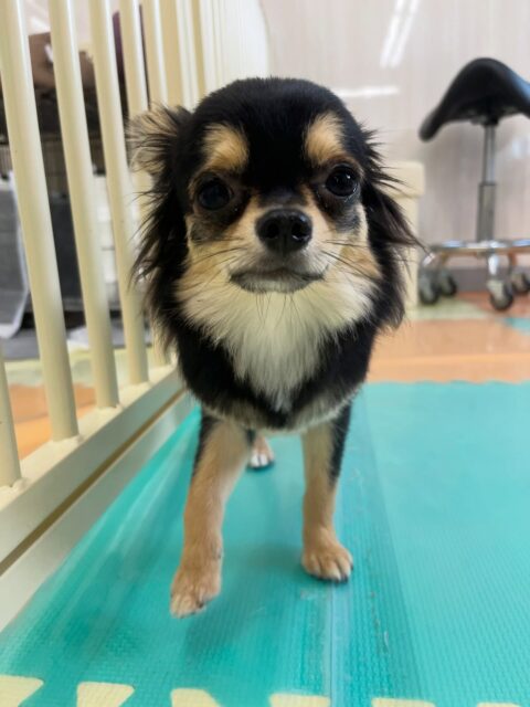 きりまるちゃん＆まろちゃん🐶
きりまるちゃんはニコペットにいる子達と仲良く楽しそうに遊んでいました😊
⁡
まろちゃんは体験に来た子と挨拶したり、北斗ちゃんにお腹出してアピールしていました☺️
🐾🐶愛犬のお悩みご相談ください🐶🐾
@kenkohmura_official
 ↑フォロー待ってます↑

〒955-0091 新潟県三条市上須頃大割４２８−１
☎︎ 0256-35-2571
✉️ info@kenkohmura.jp
HP: http://kenkohmura.jp
LINE: https://lin.ee/7LIz5sb

#犬幸村#犬の幼稚園 #吠える噛む #犬のしつけ #トイレ
 チワワ チワワ大好き チワワ可愛い