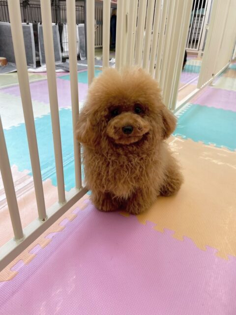 ププちゃん🐶
ニコペットにいる子達と楽しそうに遊んでいました🎶
お散歩トレーニングではルンルンでお散歩していました🙌
🐾🐶愛犬のお悩みご相談ください🐶🐾
@kenkohmura_official
 ↑フォロー待ってます↑

〒955-0091 新潟県三条市上須頃大割４２８−１
☎︎ 0256-35-2571
✉️ info@kenkohmura.jp
HP: http://kenkohmura.jp
LINE: https://lin.ee/7LIz5sb

#犬幸村#犬の幼稚園 #吠える噛む #犬のしつけ #トイレ
 トイプードル  トイプードル可愛い トイプードル大好き