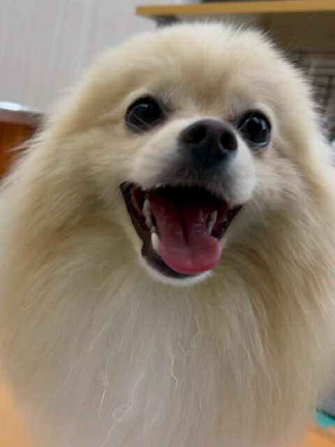 ベルちゃん🐶
本日は朝からモカちゃんやププちゃん、くーちゃん達と大はしゃぎ‼️みんなで走り回ったりワンプロを仕掛けあったりして非常に楽しそうに過ごしていました👍
🐾🐶愛犬のお悩みご相談ください🐶🐾
@kenkohmura_official
↑フォロー待ってます↑
〒955-0091 新潟県三条市上須頃大割428−1
☎︎ 0256-35-2571
✉️ info@kenkohmura.jp
HP: http://kenkohmura.jp
LINE: https://lin.ee/7LIz5sb
#犬幸村#犬の幼稚園 #吠える、噛む #犬のしつけ #トイレ
ポメラニアンポメラニアン可愛いポメラニアン大好きポメラニアン倶楽部