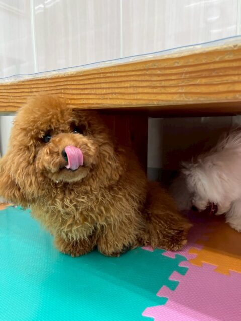 ププちゃん🐶
本日も仲良しのモカちゃんやらぶちゃん達と走り回ったり、ニコペットのちびっ子達とワンプロを仕掛けあったりして楽しんでいました🤭

🐾🐶愛犬のお悩みご相談ください🐶🐾
@kenkohmura_official
 ↑フォロー待ってます↑

〒955-0091 新潟県三条市上須頃大割４２８−１
☎︎ 0256-35-2571
✉️ info@kenkohmura.jp
HP: http://kenkohmura.jp
LINE: https://lin.ee/7LIz5sb

#犬幸村#犬の幼稚園 #吠える、噛む #犬のしつけ #トイレ
トイプートイプー可愛いトイプー大好きトイプー倶楽部トイプー可愛いすぎる