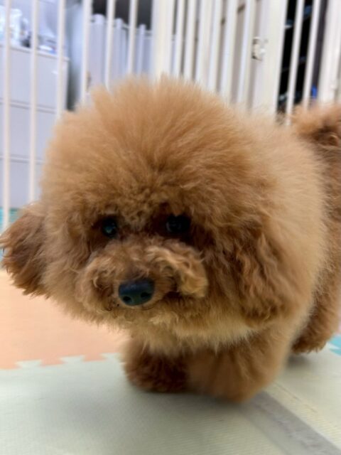 ププちゃん🐶
⁡
今日は、ぽん太ちゃんと楽しそうにわんプロして遊んでいました！😆
また、店内へお散歩に行った時は引っ張りすぎることなく、上手にお散歩していました！🥰
⁡
🐾🐶愛犬のお悩みご相談ください🐶🐾
@kenkohmura_official
↑フォロー待ってます↑

☎︎ 0〒955-0091 新潟県三条市上須頃大割４２８−１256-35-2571
✉️ info@kenkohmura.jp
HP: http://kenkohmura.jp
LINE: https://lin.ee/7LIz5sb

#犬幸村#犬の幼稚園 #吠える、噛む #犬のしつけ #トイレ トイプードル トイプードル大好き トイプードル大好き倶楽部