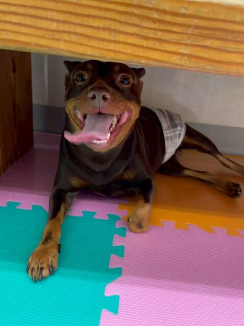 とらのすけちゃん🐶
本日は、ぽん太と走り回ったり、追いかけっこをしたりして全力で楽しんでくれていました🤭
白い子が好きなようで、ピピちゃんや、大吉ちゃん達にもちょっかいを出してしつこいよ‼️と怒られていました🤣

🐾🐶愛犬のお悩みご相談ください🐶🐾
@kenkohmura_official
 ↑フォロー待ってます↑

〒955-0091 新潟県三条市上須頃大割４２８−１
☎︎ 0256-35-2571
✉️ info@kenkohmura.jp
HP: http://kenkohmura.jp
LINE: https://lin.ee/7LIz5sb

#犬幸村#犬の幼稚園 #吠える、噛む #犬のしつけ #トイレ
ピンシャーピンシャー可愛いピンシャー大好きピンシャー倶楽部ピンシャー可愛すぎる