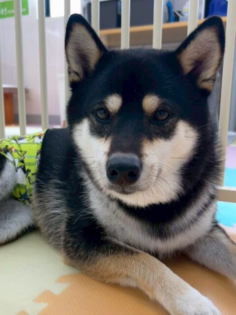 北斗ちゃん🐶
寅丸ちゃんと激しくおしゃべりしたり、まろちゃんと挨拶したりしていました😊
服のトレーニングも上手にできて頑張っていました👏
🐾🐶愛犬のお悩みご相談ください🐶🐾
@kenkohmura_official
 ↑フォロー待ってます↑

〒955-0091 新潟県三条市上須頃大割４２８−１
☎︎ 0256-35-2571
✉️ info@kenkohmura.jp
HP: http://kenkohmura.jp
LINE: https://lin.ee/7LIz5sb

#犬幸村#犬の幼稚園 #吠える噛む #犬のしつけ #トイレ
 黒柴 黒柴可愛い 黒柴大好き