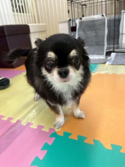 こまめちゃん🐶
本日はマロンちゃんやスタッフに尻尾をブンブンしてアピール‼️可愛いすぎました😍
歯磨きも上手にやらせてくれて頑張ってくれていました👍

🐾🐶愛犬のお悩みご相談ください🐶🐾
@kenkohmura_official
 ↑フォロー待ってます↑

〒955-0091 新潟県三条市上須頃大割４２８−１
☎︎ 0256-35-2571
✉️ info@kenkohmura.jp
HP: http://kenkohmura.jp
LINE: https://lin.ee/7LIz5sb

#犬幸村#犬の幼稚園 #吠える、噛む #犬のしつけ #トイレ
チワワチワワ可愛い