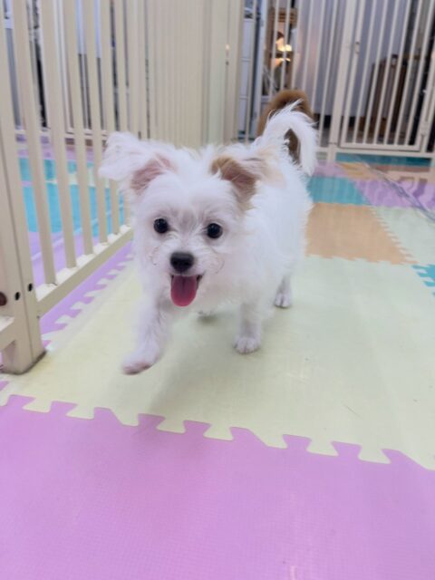 幼稚園体験に来てくれました🐶
とても明るい子で楽しそうに走り回ったり、ニコペットにいる子達と仲良く遊んでいました✨️
🐾🐶愛犬のお悩みご相談ください🐶🐾
@kenkohmura_official
 ↑フォロー待ってます↑

〒955-0091 新潟県三条市上須頃大割４２８−１
☎︎ 0256-35-2571
✉️ info@kenkohmura.jp
HP: http://kenkohmura.jp
LINE: https://lin.ee/7LIz5sb

#犬幸村#犬の幼稚園 #吠える噛む #犬のしつけ #トイレ
 ミックス犬 ミックス犬可愛い ミックス犬大好き