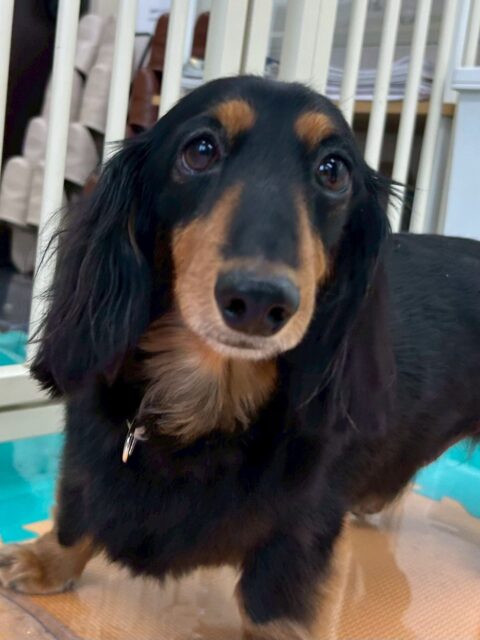 クッキーちゃん🐶
お腹見せたままの体勢をキープしてとても可愛かったです☺️
歯磨きトレーニング開始して1年11ヶ月経過しました🦷🪥✨
これからも頑張って汚れつかないようにしましょう！
🐾🐶愛犬のお悩みご相談ください🐶🐾
@kenkohmura_official
 ↑フォロー待ってます↑

〒955-0091 新潟県三条市上須頃大割４２８−１
☎︎ 0256-35-2571
✉️ info@kenkohmura.jp
HP: http://kenkohmura.jp
LINE: https://lin.ee/7LIz5sb

#犬幸村#犬の幼稚園 #吠える噛む #犬のしつけ #トイレ
 ミニチュアダックスフンド ミニチュアダックスフンド可愛い ミニチュアダックスフンド大好き