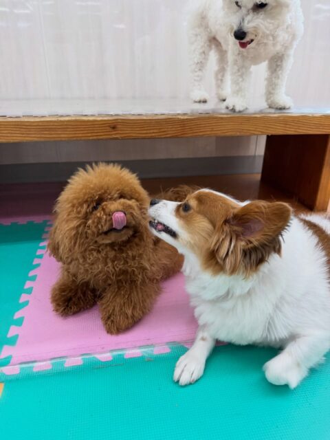 ププちゃん🐶
本日はマロンちゃんや大好きなモカちゃん、ぽん太達と走り回ったり、激しいワンプロを仕掛けあったりして楽しそうに過ごしていました🤭

🐾🐶愛犬のお悩みご相談ください🐶🐾
@kenkohmura_official
 ↑フォロー待ってます↑

〒955-0091 新潟県三条市上須頃大割４２８−１
☎︎ 0256-35-2571
✉️ info@kenkohmura.jp
HP: http://kenkohmura.jp
LINE: https://lin.ee/7LIz5sb

#犬幸村#犬の幼稚園 #吠える、噛む #犬のしつけ #トイレ
トイプートイプー可愛いトイプー大好きトイプー倶楽部トイプー可愛いすぎる