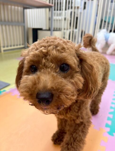 モカちゃん🐶
本日も朝からスーパーハイテンションで遊び回って、ププちゃんや、マロンちゃん、リラちゃん達と走り回ったり、スタッフとの手遊びをしたりして盛り上がりました🤭

🐾🐶愛犬のお悩みご相談ください🐶🐾
@kenkohmura_official
 ↑フォロー待ってます↑

〒955-0091 新潟県三条市上須頃大割４２８−１
☎︎ 0256-35-2571
✉️ info@kenkohmura.jp
HP: http://kenkohmura.jp
LINE: https://lin.ee/7LIz5sb

#犬幸村#犬の幼稚園 #吠える、噛む #犬のしつけ #トイレ
トイプートイプー可愛いトイプー大好きトイプー倶楽部トイプー可愛いすぎる
